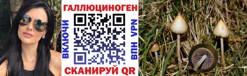 где купить   Балабаново  Псилоцибиновые грибы мицелий 